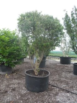 Gele Kornoelje (Cornus Mas) 11 Gele Kornoelje (Cornus Mas) -Garden Plants Series Store cornus mas ombrella c600 1