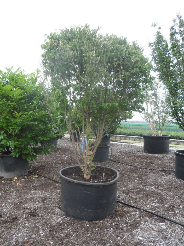 Gele Kornoelje (Cornus Mas) 7 Gele Kornoelje (Cornus Mas) - Image 5