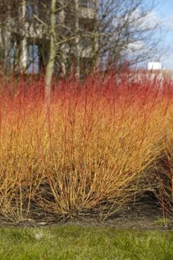 Kornoelje (Cornus Sanguinea 'Midwinter Fire') -Garden Plants Series Store cornus sanguinea midwinter fire02