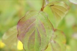 Kornoelje (Cornus Sanguinea 'Winter Beauty) -Garden Plants Series Store cornus sanguinea winter beauty 1