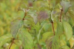 Kornoelje (Cornus Sanguinea 'Winter Beauty) -Garden Plants Series Store cornus sanguinea winter beauty 2