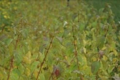 Kornoelje (Cornus Sanguinea 'Winter Beauty) -Garden Plants Series Store cornus sanguinea winter beauty 3