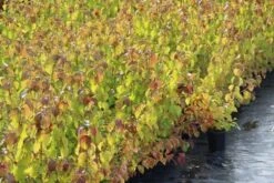 Kornoelje (Cornus Sanguinea 'Winter Beauty) -Garden Plants Series Store cornus winter beauty 1