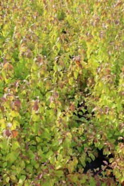 Kornoelje (Cornus Sanguinea 'Winter Beauty) -Garden Plants Series Store cornus winter beauty 2