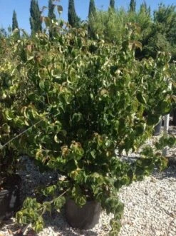 Japanse Kornoelje (Cornus Kousa 'Weisse Fontaine') 8 Japanse Kornoelje (Cornus Kousa 'Weisse Fontaine') -Garden Plants Series Store cornuskousa125