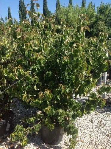 Japanse Kornoelje (Cornus Kousa 'Weisse Fontaine') 5 Japanse Kornoelje (Cornus Kousa 'Weisse Fontaine') - Image 3