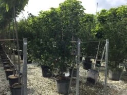 Japanse Kornoelje (Cornus Kousa 'Weisse Fontaine') 9 Japanse Kornoelje (Cornus Kousa 'Weisse Fontaine') -Garden Plants Series Store cornuskousa175