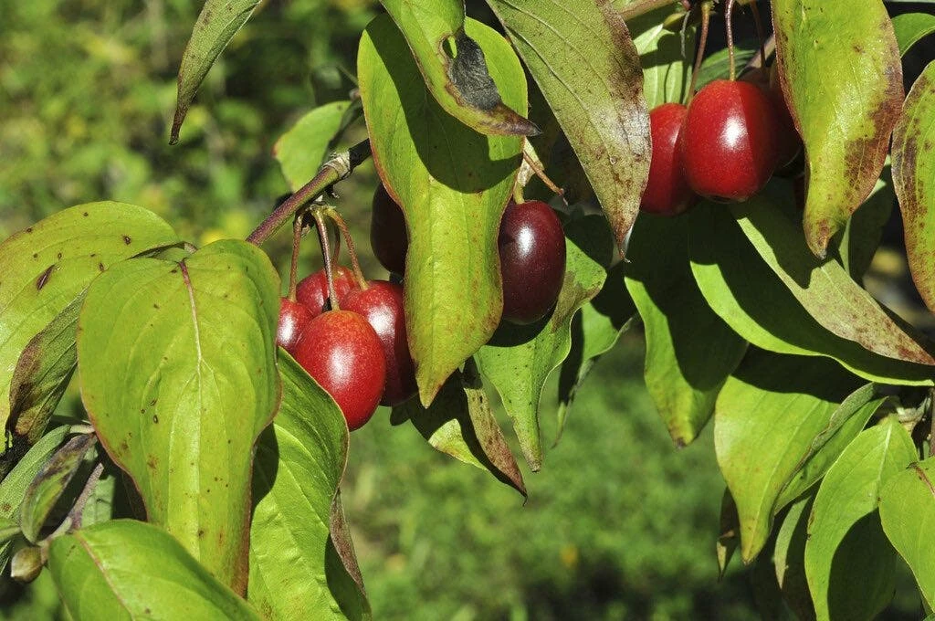 Gele Kornoelje (Cornus Mas) 5 Gele Kornoelje (Cornus Mas) - Image 3