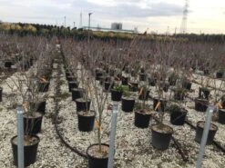 Kornoelje (Cornus Kousa 'Teutonia') -Garden Plants Series Store cornusteutonia01