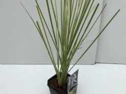 Dwerg Pampasgras (Cortaderia Selloana 'Mini Goldpampas') -Garden Plants Series Store cortaderia mini goldpampas v2 1