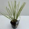 Dwerg Pampasgras (Cortaderia Selloana 'Mini Goldpampas') -Garden Plants Series Store cortaderia mini goldpampas v211111 1