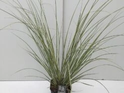 Dwerg Pampasgras (Cortaderia Selloana 'Mini Goldpampas') -Garden Plants Series Store cortaderia mini goldpampas v5 1