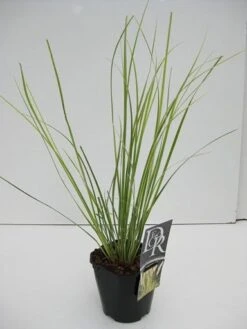 Dwerg Pampasgras (Cortaderia Selloana 'Mini Goldpampas') -Garden Plants Series Store cortaderia mini goldpampas v2 1