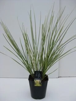 Dwerg Pampasgras (Cortaderia Selloana 'Mini Goldpampas') -Garden Plants Series Store cortaderia mini goldpampas v5 1