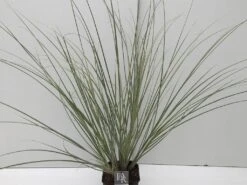 Dwergpampasgras (Cortaderia Selloana 'Mini Silverpampas') -Garden Plants Series Store cortaderia mini silverpampas v5