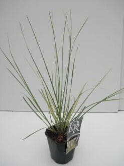 Dwerg Pampasgras (Cortaderia Selloana 'Mini Goldpampas') -Garden Plants Series Store cortaderia sell. mini goldpampas 1