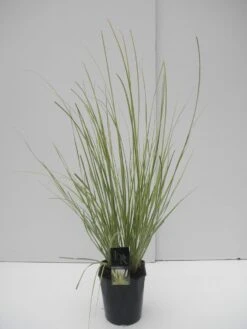 Dwerg Pampasgras (Cortaderia Selloana 'Mini Goldpampas') -Garden Plants Series Store cortaderia sell. mini goldpampas c5 1