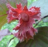 Hazelaar/Hazelnoot (Corylus Avellana 'Rode Zellernoot') 5 Hazelaar/Hazelnoot (Corylus Avellana 'Rode Zellernoot') - Image 3