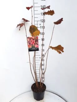 Hazelaar/Hazelnoot (Corylus Avellana 'Rode Zellernoot') 9 Hazelaar/Hazelnoot (Corylus Avellana 'Rode Zellernoot') -Garden Plants Series Store corylus rode zellernoot c10 v01 1