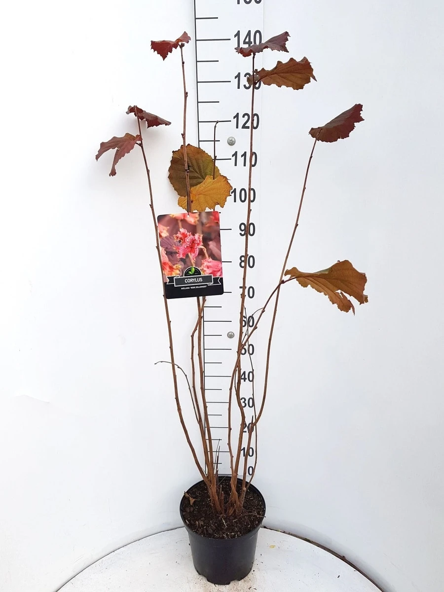 Hazelaar/Hazelnoot (Corylus Avellana 'Rode Zellernoot') 6 Hazelaar/Hazelnoot (Corylus Avellana 'Rode Zellernoot') - Image 4