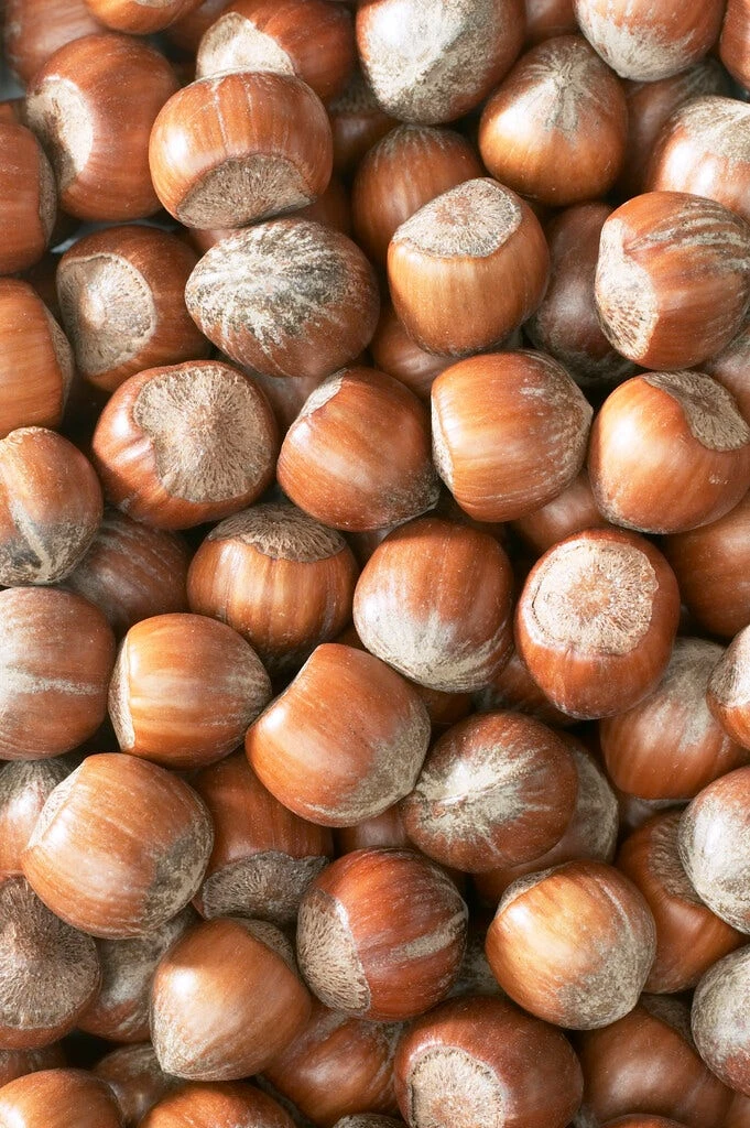 Hazelaar/Hazelnoot (Corylus Avellana 'Rode Zellernoot') 4 Hazelaar/Hazelnoot (Corylus Avellana 'Rode Zellernoot') - Image 2