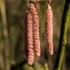Hazelaar/Hazelnoot (Corylus Avellana 'Rode Zellernoot') -Garden Plants Series Store corylusrodezellernootv01