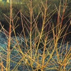 Kornoelje (Cornus Sanguinea 'Midwinter Fire') -Garden Plants Series Store cosmfire 4
