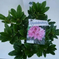 Rhododendron (Rhododendron 'Cosmopolitan') -Garden Plants Series Store cosmopolitan c5 boven