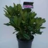 Rhododendron (Rhododendron 'Cosmopolitan') -Garden Plants Series Store cosmopolitan c5 voor