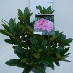 Rhododendron (Rhododendron 'Cosmopolitan') -Garden Plants Series Store cosmopolitan c5 zij