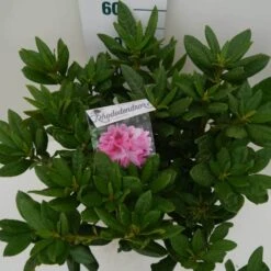 Rhododendron (Rhododendron 'Cosmopolitan') -Garden Plants Series Store cosmopolitan c7.5 boven