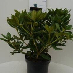 Rhododendron (Rhododendron 'Cosmopolitan') -Garden Plants Series Store cosmopolitan c7.5 voor