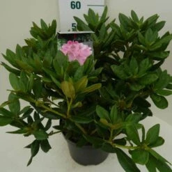 Rhododendron (Rhododendron 'Cosmopolitan') -Garden Plants Series Store cosmopolitan c7.5 zij