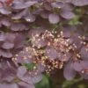 Pruikenboom Op Stam (Cotinus Coggygria 'Royal Purple' ) -Garden Plants Series Store cotinus coggygria royal purple 2