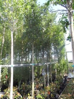 Meidoorn Als Boom (Crataegus Lavallei 'Carrierei') -Garden Plants Series Store crataegus lavallei carrierei 14 16ho cont