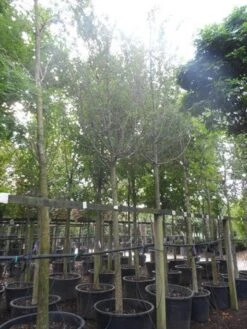 Rode Meidoorn (Crataegus Laevigata 'Paul's Scarlet') -Garden Plants Series Store crataegus media paul s scarlet 25 30ho c350 1