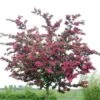 Rode Meidoorn (Crataegus Laevigata 'Paul's Scarlet') -Garden Plants Series Store crataegus x media paul s scarlet01