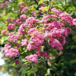 Rode Meidoorn (Crataegus Laevigata 'Paul's Scarlet') -Garden Plants Series Store crlpscar 14