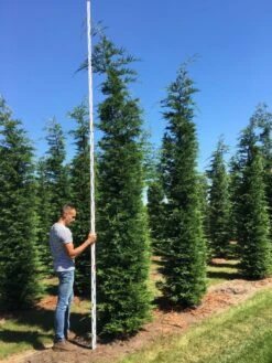 Grote Snelgroeiende Conifeer (Cupressocyparis Leylandii) -Garden Plants Series Store cup leijlandii 450500