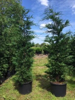 Grote Snelgroeiende Conifeer (Cupressocyparis Leylandii) -Garden Plants Series Store cupressocyparis lelandii h200 250 1