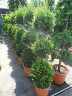 Cupressocyparis, Triobol (Cupressocyparis Leylandii 'Castlewellan Gold') -Garden Plants Series Store cupressocyparis leylandii castlewellan gold triobol 125 150 175 c25