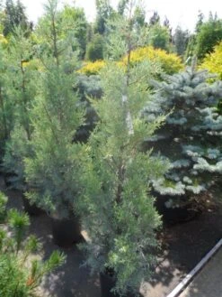 Cipres (Cupressus Arizonica 'Glauca') -Garden Plants Series Store cupressus arizonica glauca 100 125 1 1