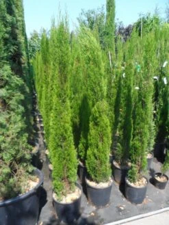 Italiaanse Cipres (Cupressus Sempervirens 'Totem') -Garden Plants Series Store cupressus sempervirens totem 125 150 175 1