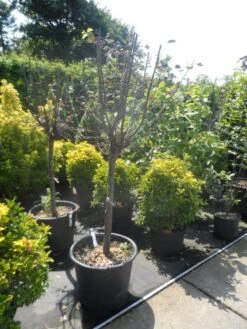 Kweepeer (Cydonia Oblonga) -Garden Plants Series Store cydonia oblonga halfstam 14 16 18 1