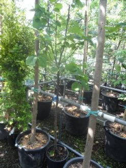 Kweepeer (Cydonia Oblonga) -Garden Plants Series Store cydonia oblonga halfstam 5 6 8 c10 1