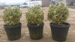 Kardinaalshoed Als Bol (Euonymus Japonicus 'Bravo') -Garden Plants Series Store d71b7b6e e144 4bb1 a0a7 edc0f1496650