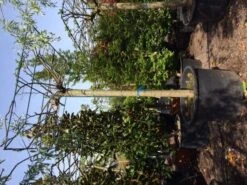 Dakmoerbei (Morus Alba 'Macrophylla') -Garden Plants Series Store dakmoerbei 4045 2