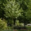 Zakdoekjesboom (Davidia Involucrata) -Garden Plants Series Store davidia involucrata01