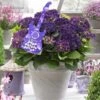 Hortensia Deep Purple Dance (Hydrangea 'Music Collection') -Garden Plants Series Store deep purple dance 2 1