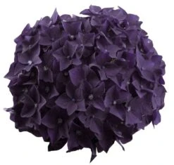 Hortensia Deep Purple Dance (Hydrangea 'Music Collection') -Garden Plants Series Store deep purple dance bloem 2 2